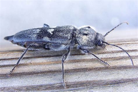 Insectes Xylophages 5 Petites Bêtes Qui Mangent Le Bois De Nos Maisons