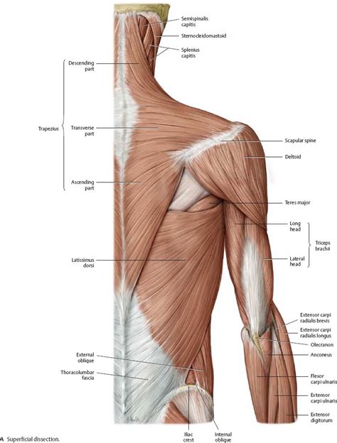 The twelve thoracic vertebrae of the chest and upper back are located in the spinal column inferior to the cervical vertebrae of the neck and superior. Shoulder & Arm - Atlas of Anatomy