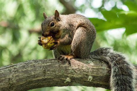 Can Squirrels Eat Acorns We Did This To Find Out Wild Informer