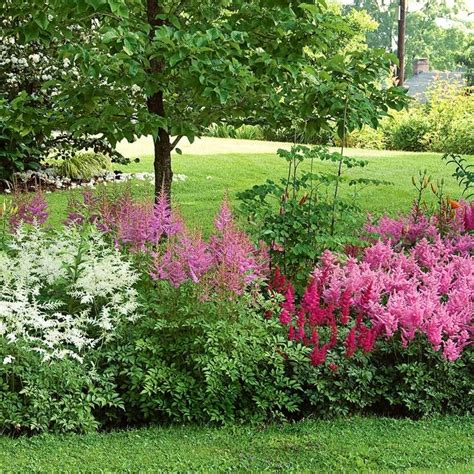 Cornerstone Astilbe Collection Shade Garden Best Perennials Shade