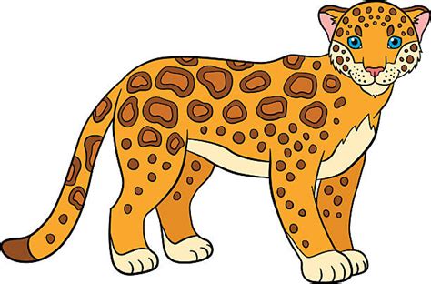 Best Jaguar Cub Illustrations Royalty Free Vector Graphics And Clip Art
