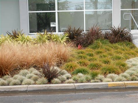 Drought Tolerant Ground Cover Plants Landscaping Bay Area