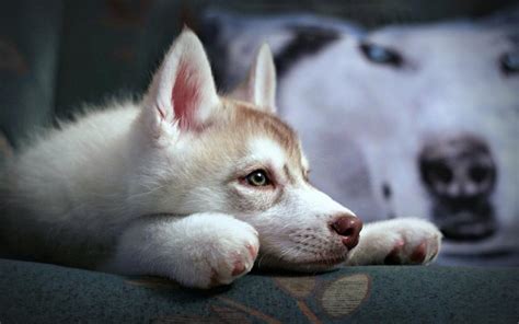 Cute Husky Puppy Wallpaper Animals Wallpaper Better