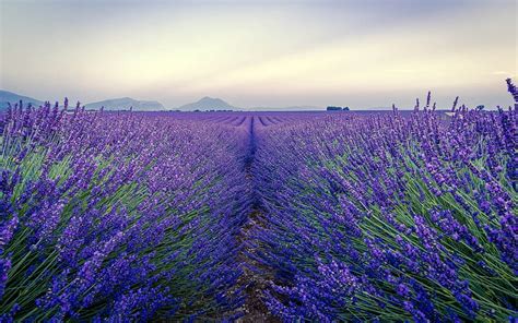 1920x1080px 1080p Free Download Lavender Field 2020 Nature Flowers