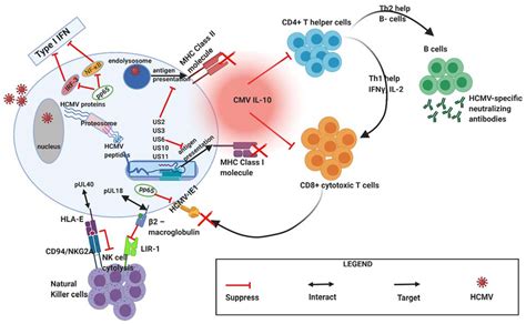 Biomedicines Free Full Text Potential Impact Of Human