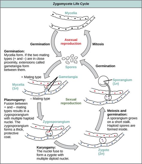 Meiosis Function Phases And Examples Biology Online Dictionary