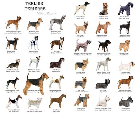 Terrier Breeds List With Pictures