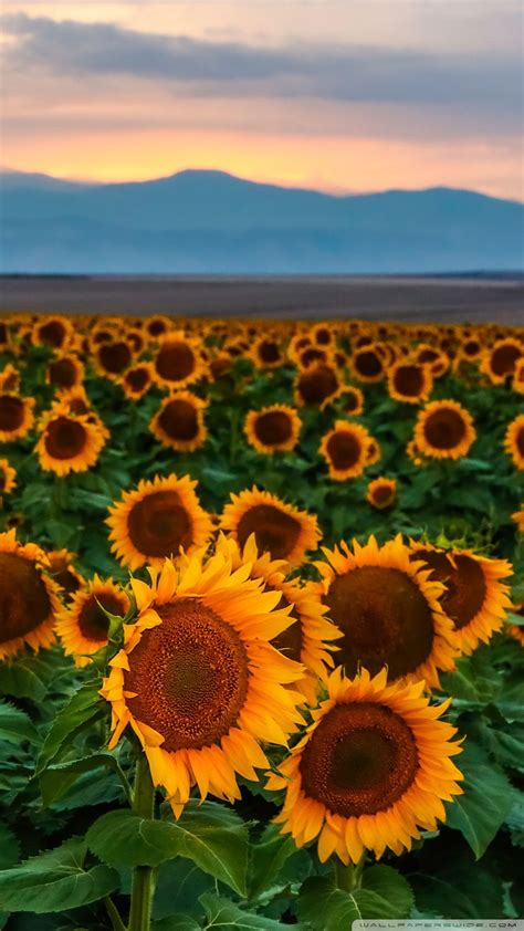Download the background for free. Sunflower Phone Wallpapers - Top Free Sunflower Phone ...