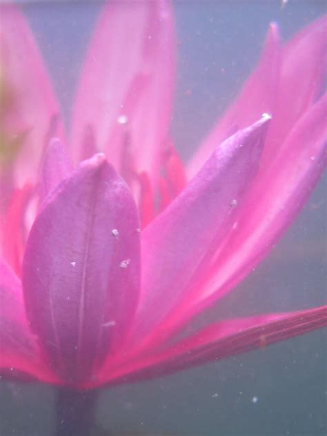 Underwater Lotus Photograph By Emily Jenkinson Pixels