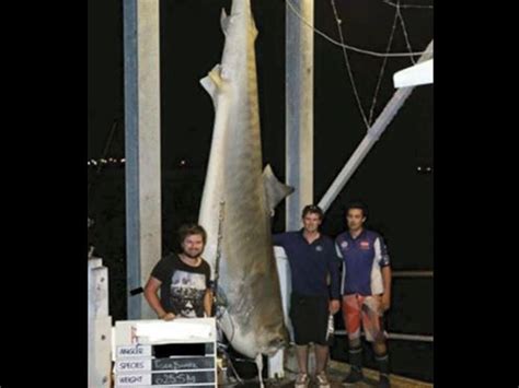 Tiger Shark Killed By Australian Fishermen In Possible World Record