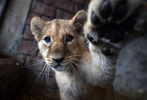 Big Cats Istanbuls Aslan Park Welcomes 2 Lion Cubs Daily Sabah
