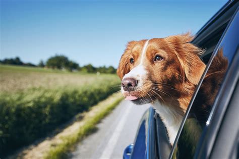 Can i travel with pets? 5 Important Tips For Traveling Long Distances With Your Dog | TheGoodyPet