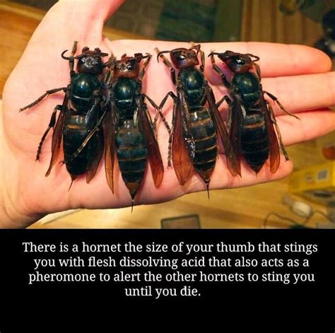 Hornets That Are This Size 😯 Asian Giant Hornet