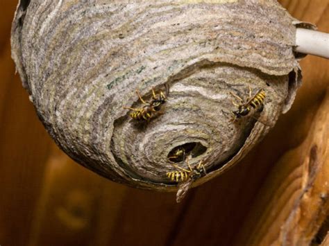 Giant Wasp Nests Are Back In Alabama