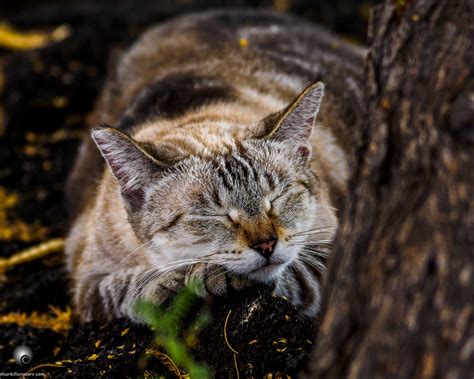 Feral Cat Definition Examples And Forms
