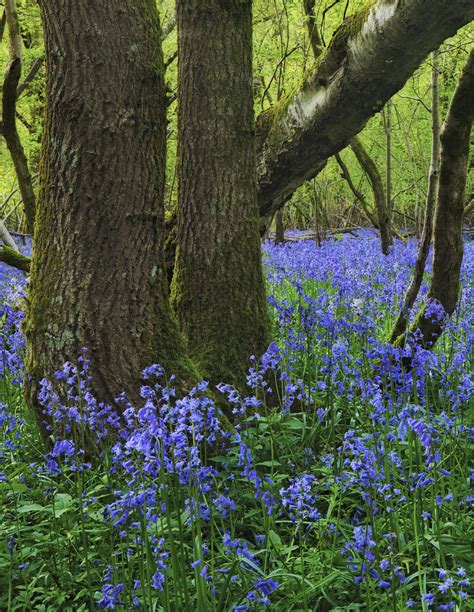 Bluebell Wood And Dorset Welcome Spring Sedatphotography Flickr