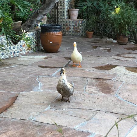 The advisable dish is tasty ice cream. El Encanto Mexican Patio Cafe, Cave Creek - Menu, Prices ...
