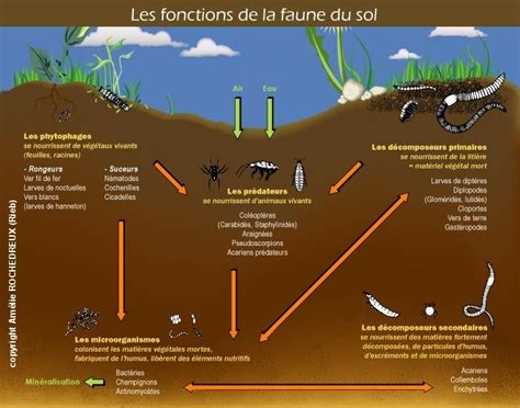 Les Fonctions De La Faune Du Sol Permaculture Agriculture Science