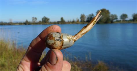 Wild Harvests Wapato Cultivating Native Tubers