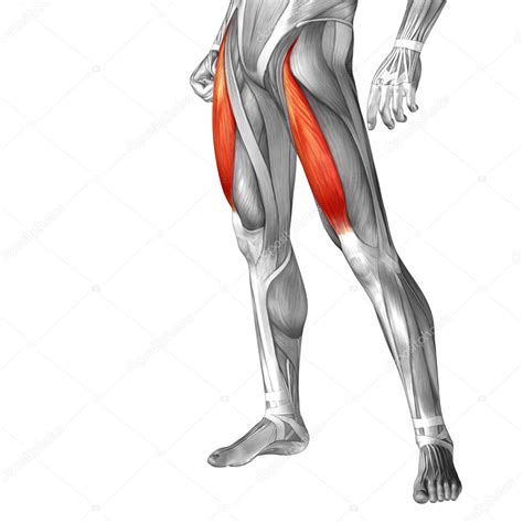 Human Upper Legs Anatomy Stock Photo By ©design36 111481250