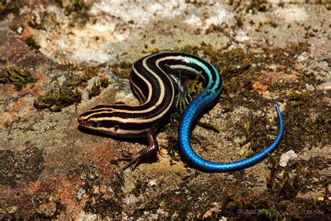 Dont Get Bit — Five Lined Skink The American Five Lined