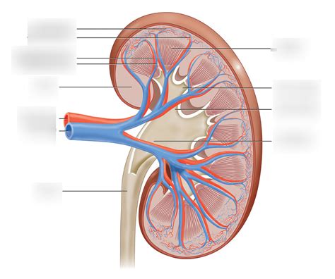 Gross Anatomy Of The Kidney Diagram Quizlet
