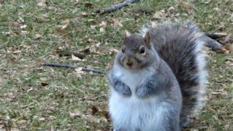 squirrels are getting fat this winter