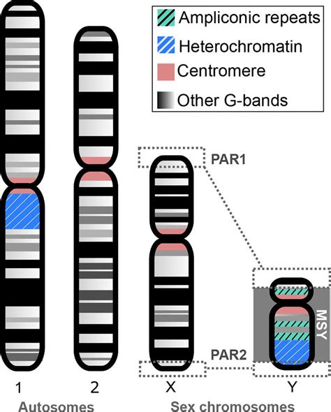 Ideogram Of Human Chromosomes Download Scientific Diagram
