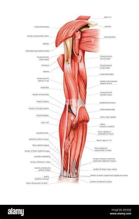 Illustration Of The Muscles Of The Right Upper Arm This Is An Anterior