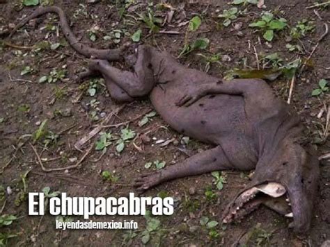 Leyenda Del Chupacabras Que Es Y En Que Tiempo Se Desarrolla Images