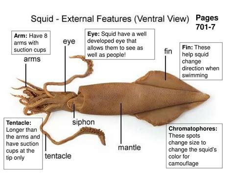 Squid Tentacle Anatomy