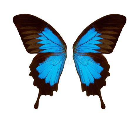 Wings Of A Butterfly Ulysses Ulysses Butterfly Wings Isolated On A