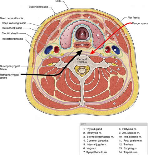 Retropharyngeal Abscess Causes Symptoms Diagnosis Treatment And Prognosis