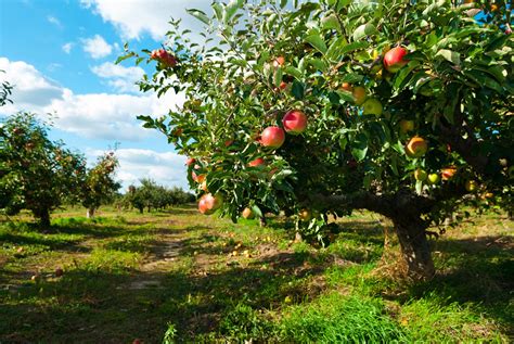 Orchards And Microclimate Gardening How To Plant Fruit Trees In Microclimates Gardening Know How