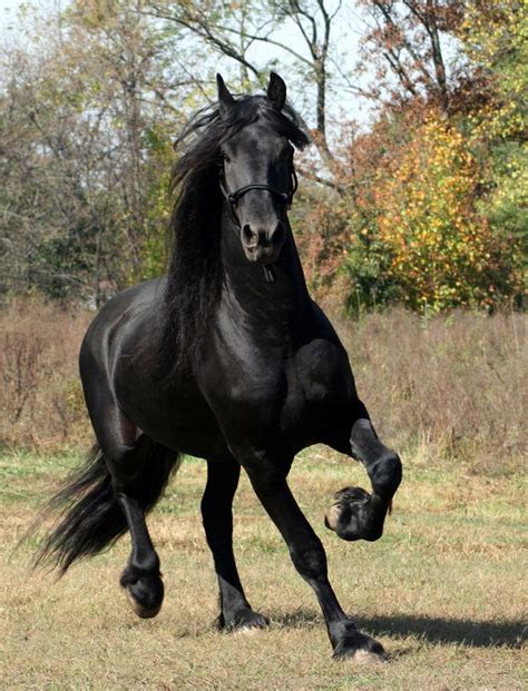 Equine 411 All About The Friesian Artofit