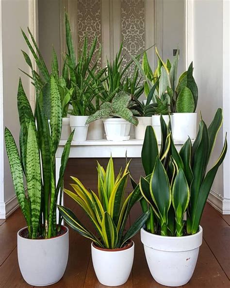 Le piante da interni donano colore e luce agli spazi interni e creano un'allegra e rilassante atmosfera in ogni casa, inoltre sono molto utili per regolare il tasso di umidità e ossigenare gli ambienti casalinghi. Piante da appartamento: guida alla scelta e allo styling