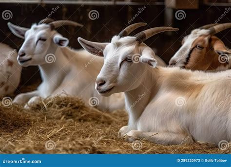 A Group Of Goats Sitting On Hay In A Barn Stock Image Image Of Horns