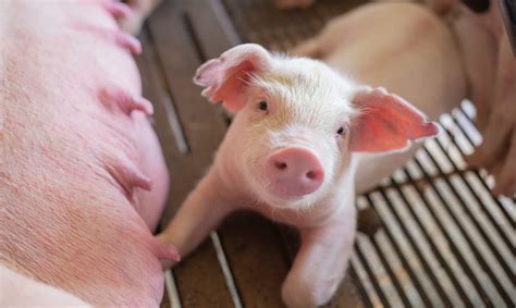 How To Breed Pigs Breeding Pigs The Right Way Rural Living Today