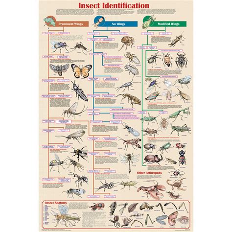 Insect Identification Chart Educationa... | Forestry Suppliers, Inc.