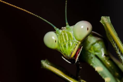 10 Wondrous Praying Mantis Facts