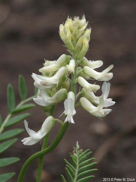 Astragalus Racemosus Cream Milkvetch Minnesota Wildflowers