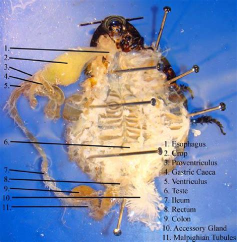 Review body parts and numbers. Ventral view of male Madagascar hissing cockroach internal anatomy with... | Download Scientific ...