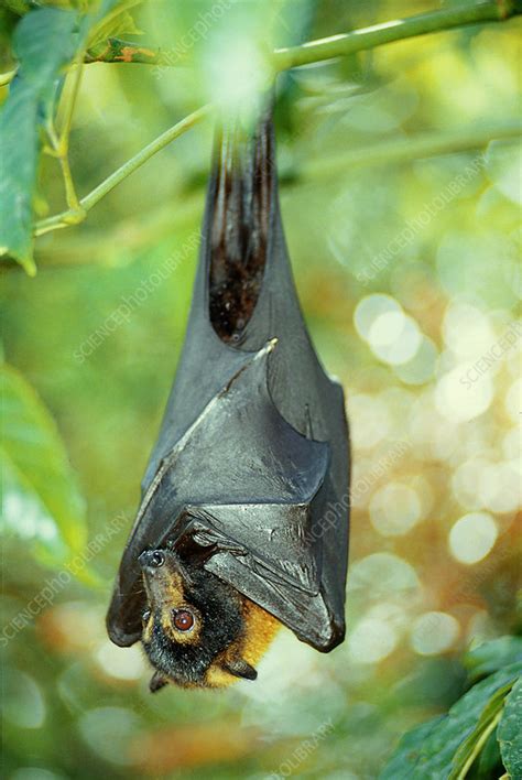Spectacled Flying Fox Bat Stock Image F0320374 Science Photo Library