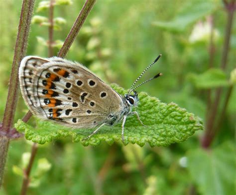 Prees Heath Common Reserve Silver Studded Blue A Female Flickr