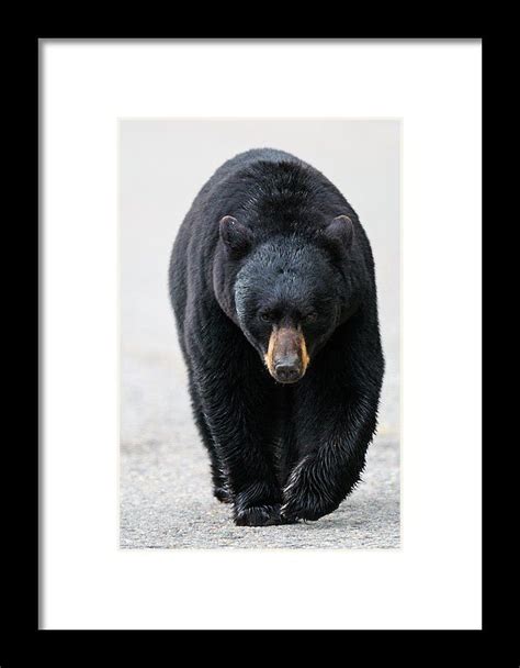 American Black Bear Framed Print By Brandon Smith Black Bear