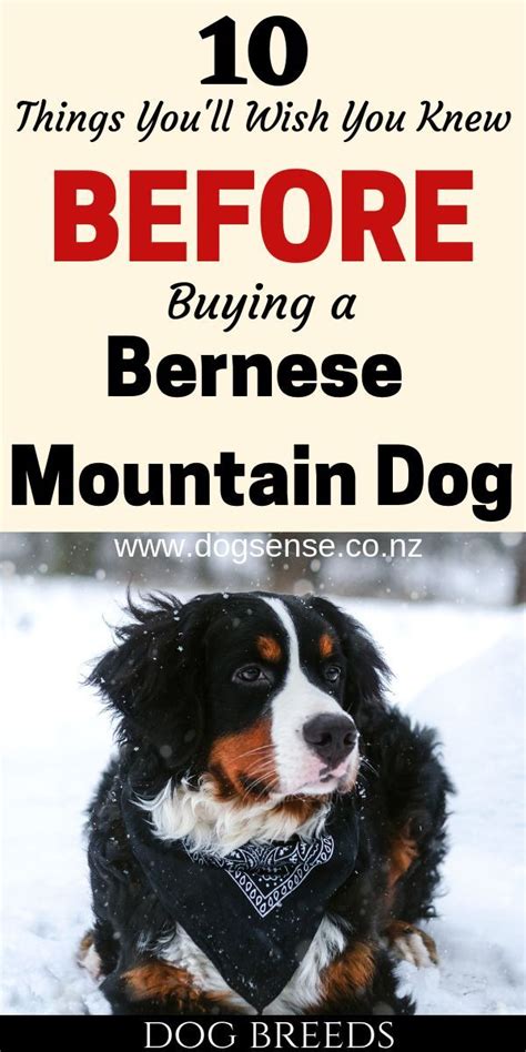 Bernese Mountain Dogs Shedding Bernese Mountain