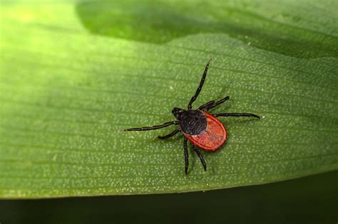 Black Legged Tick Drive Bye Pest Exterminators