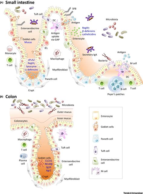 The Intestinal Epithelium Central Coordinator Of Mucosal Immunity