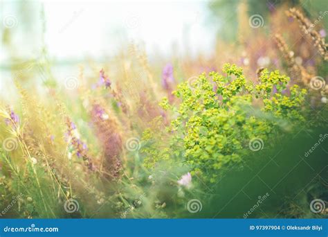Glade Of Flowers Stock Photo Image Of Grass Close Glade 97397904
