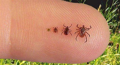 Companies in the same industry as california department of public health, ranked by salary. Tips on ticks: How to stay tick-free this summer